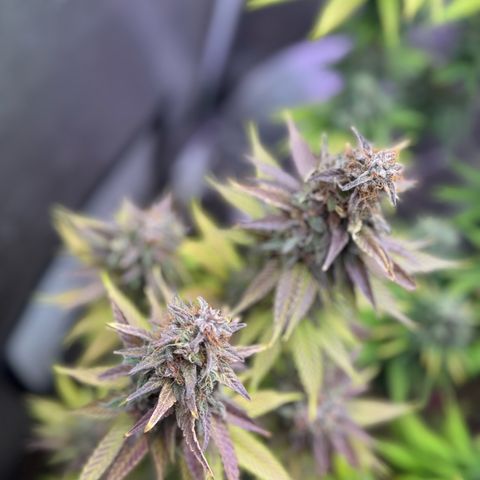 Cookies Gelato growlog timeline photo