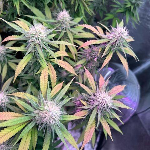 Special Kush 1 growlog timeline photo