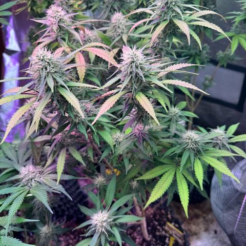 Special Kush 1 growlog timeline photo