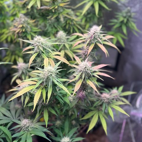 Special Kush 1 growlog timeline photo