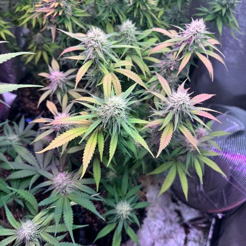 Special Kush 1 growlog timeline photo