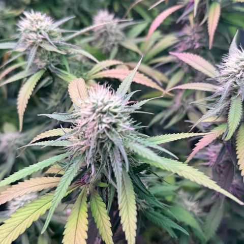 Special Kush 1 growlog timeline photo