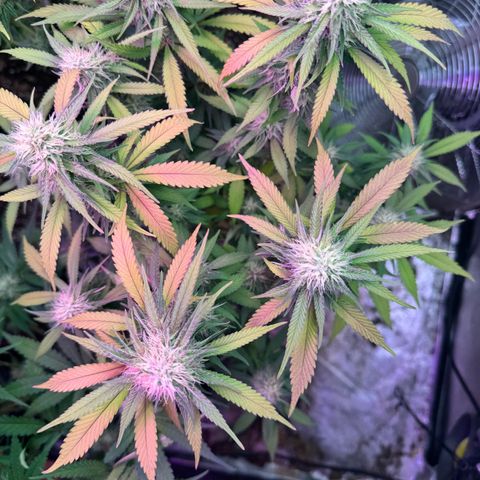 Special Kush 1 growlog timeline photo