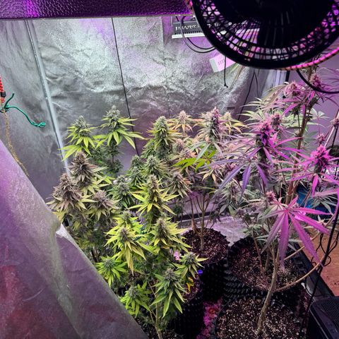 Special Kush #1 growlog timeline photo