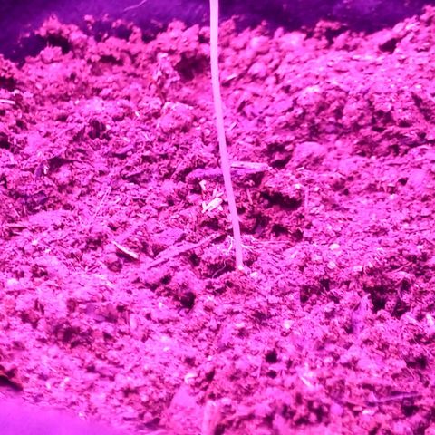 Northern lights  growlog timeline photo