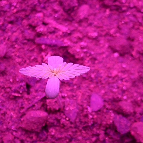 Northern lights  growlog timeline photo