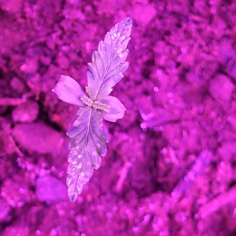 Northern lights  growlog timeline photo