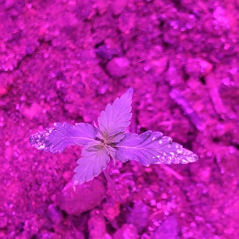 Northern lights  growlog timeline photo