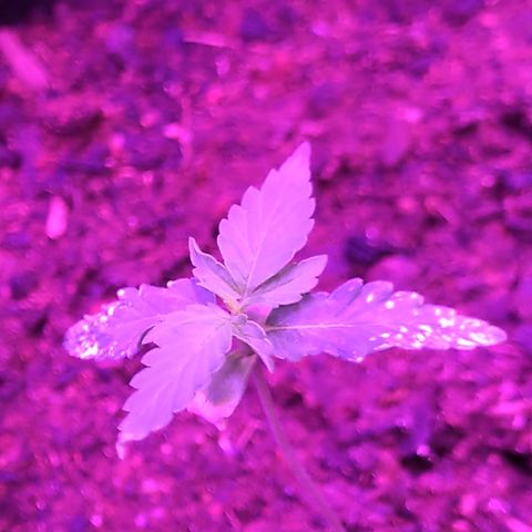 Northern lights  growlog timeline photo