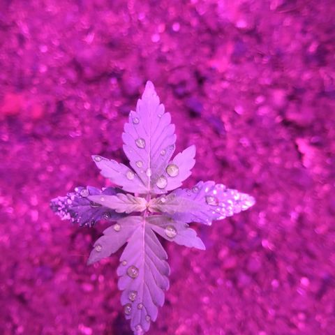 Northern lights  growlog timeline photo