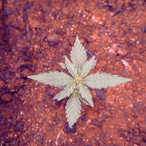 Northern lights  growlog timeline photo