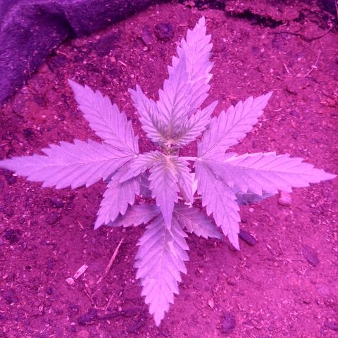Northern lights  growlog timeline photo