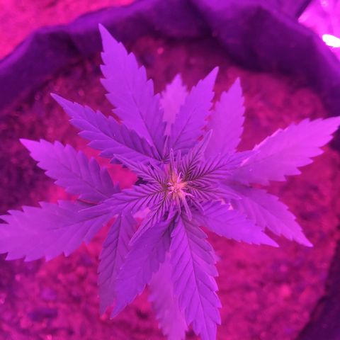 Northern lights  growlog timeline photo