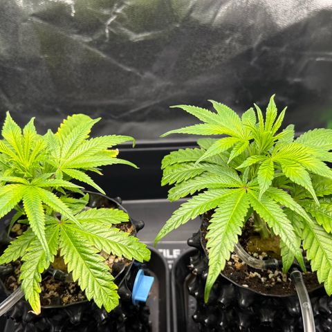 Somango XL #1 links growlog timeline photo