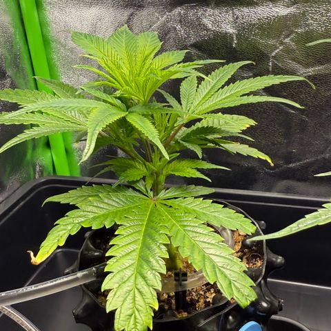 Somango XL #1 links growlog timeline photo