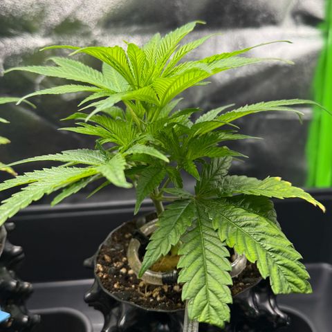 Somango XL #2 rechts  growlog timeline photo