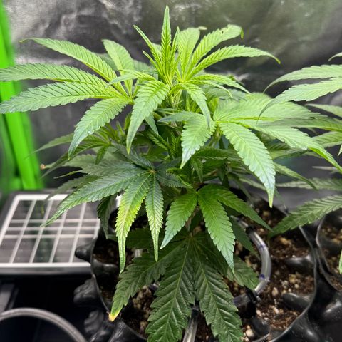 Somango XL #1 links growlog timeline photo