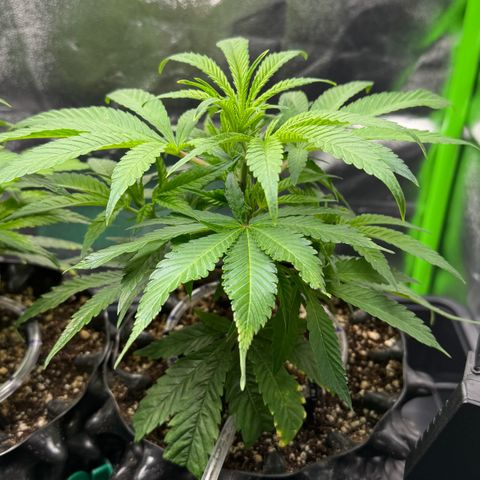Somango XL #2 rechts  growlog timeline photo
