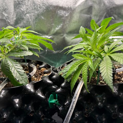 Somango XL #1 links growlog timeline photo