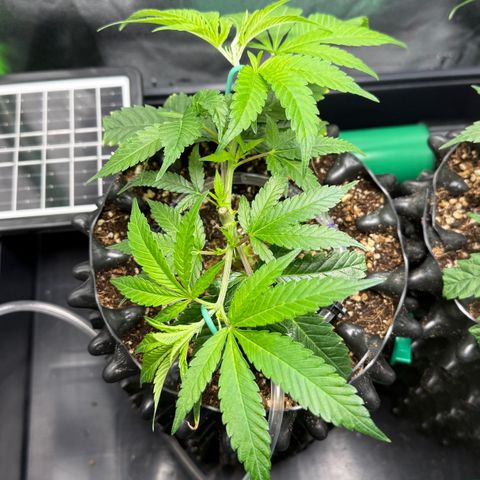Somango XL #1 links growlog timeline photo