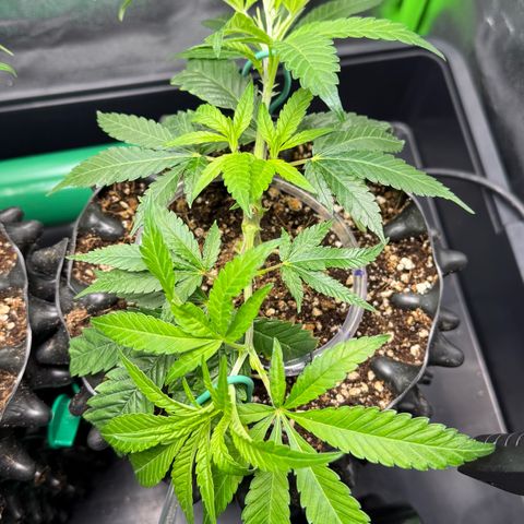 Somango XL #2 rechts  growlog timeline photo