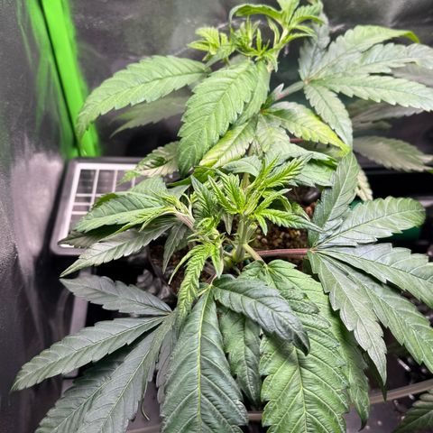 Somango XL #1 links growlog timeline photo