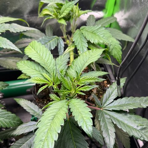 Somango XL #2 rechts  growlog timeline photo