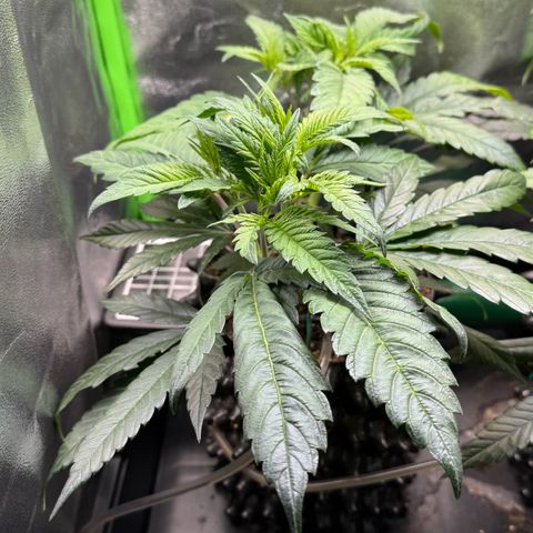 Somango XL #1 links growlog photo: Before LST