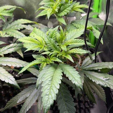 Somango XL #2 rechts  growlog photo: Before LST