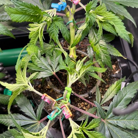 Somango XL #1 links growlog photo: After LST