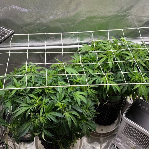 Somango XL #1 links growlog timeline photo