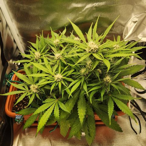 Lemon Pie Auto growlog timeline photo