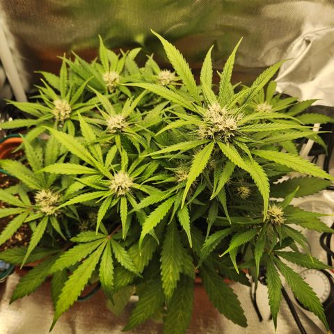 Lemon Pie Auto growlog timeline photo
