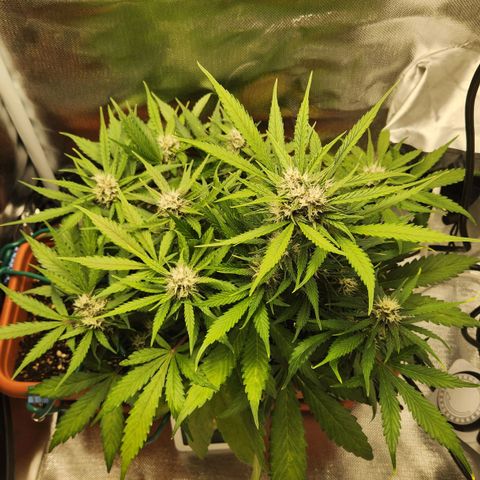 Lemon Pie Auto growlog timeline photo