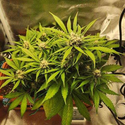 Lemon Pie Auto growlog timeline photo