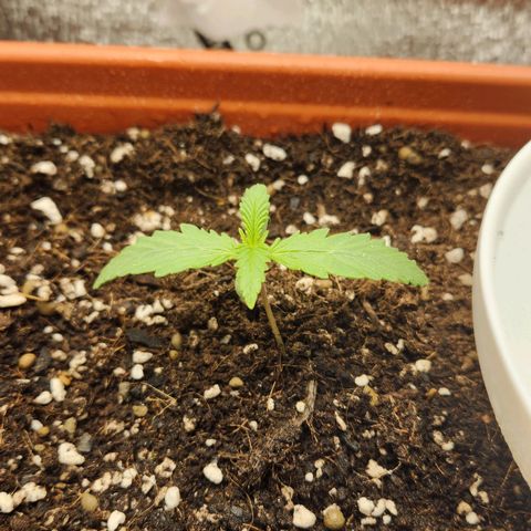 Lemon Pie Auto growlog timeline photo