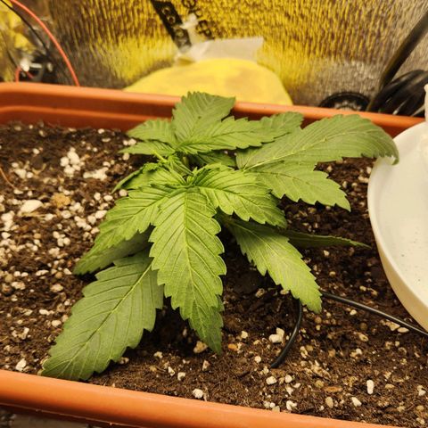 Lemon Pie Auto growlog timeline photo