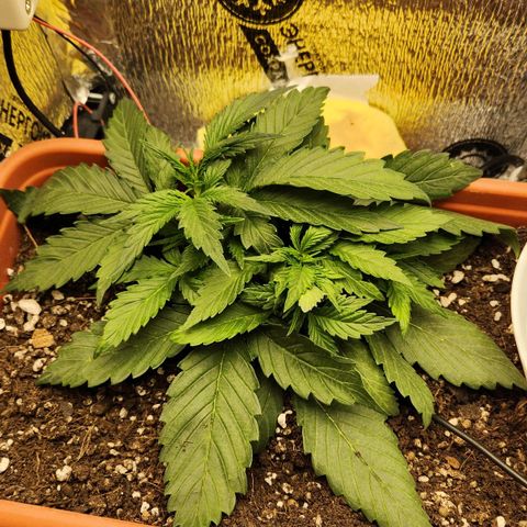 Lemon Pie Auto growlog timeline photo