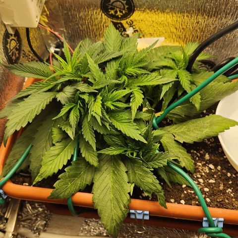 Lemon Pie Auto growlog timeline photo