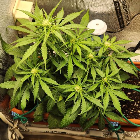 Lemon Pie Auto growlog timeline photo