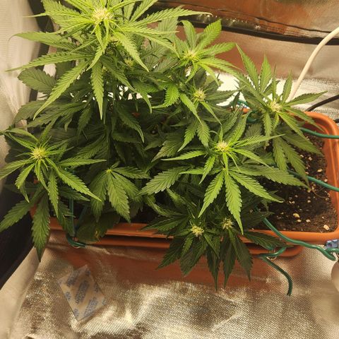 Lemon Pie Auto growlog timeline photo