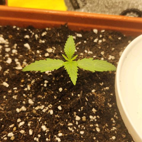 Lemon Pie Auto growlog timeline photo