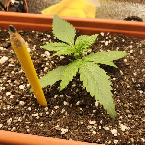 Lemon Pie Auto growlog timeline photo