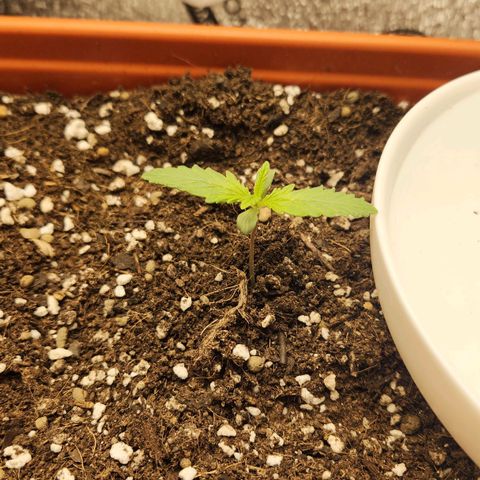 Lemon Pie Auto growlog timeline photo