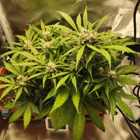 Lemon Pie Auto growlog timeline photo