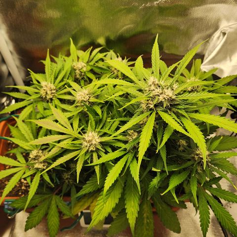 Lemon Pie Auto growlog timeline photo