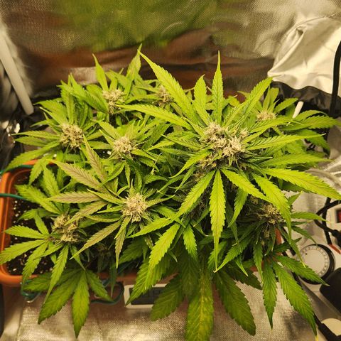 Lemon Pie Auto growlog timeline photo