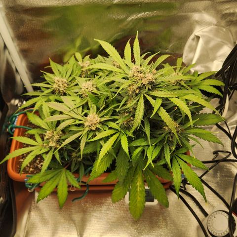 Lemon Pie Auto growlog timeline photo