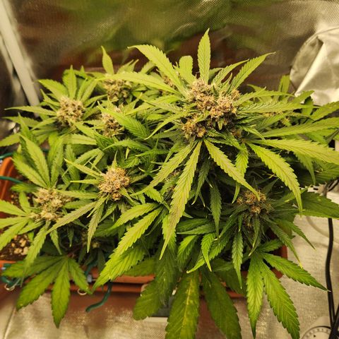 Lemon Pie Auto growlog timeline photo