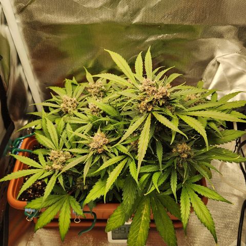 Lemon Pie Auto growlog timeline photo